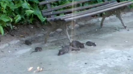 Invasão dos ratos gigantes